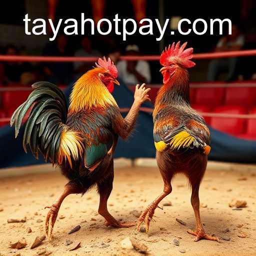 Online Sabong: TayaHot.COM's Influence in the Digital Cockfighting Arena